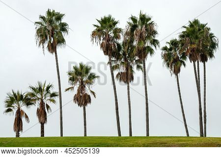 Line Of Separate Palm Trees In Minimalistic Style