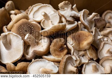 Fresh Shiitake Mushrooms Collected Into The Box