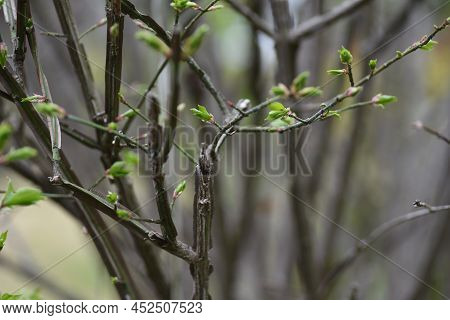 Winged Spindle Tree Sprout. Celastraceae Deciduous Shrub. The World's Three Largest Autumnal Trees. 