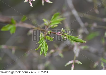 Winged Spindle Tree Sprout. Celastraceae Deciduous Shrub. The World's Three Largest Autumnal Trees. 
