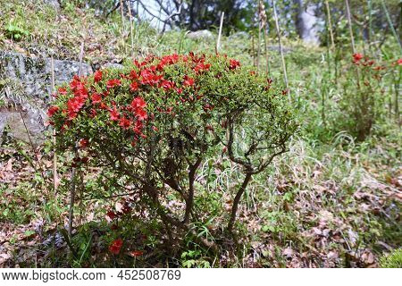 Rhododen Obtusum'kurume Azarea' Blossoms Begin To Bloom. Ericaceae Evergreen Shrub. Flowering Season