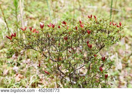 Rhododen Obtusum'kurume Azarea' Blossoms Begin To Bloom. Ericaceae Evergreen Shrub. Flowering Season