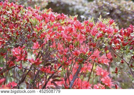Rhododen Obtusum'kurume Azarea' Blossoms Begin To Bloom. Ericaceae Evergreen Shrub. Flowering Season