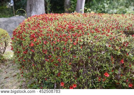 Rhododen Obtusum'kurume Azarea' Blossoms Begin To Bloom. Ericaceae Evergreen Shrub. Flowering Season