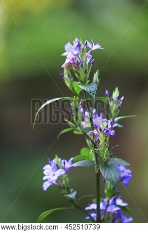 Great Blue Lobelia , Lobelia Siphilitica Flower In Late Summer In Central Virginia.
