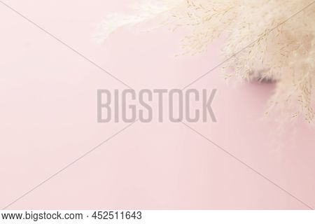 Pampas Grass In Vase On Pink Pastel Background, Minimalism, Spring Flower Blosssom Concept, Flat Lay