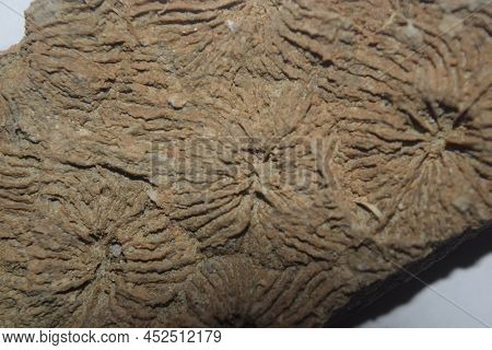 This Is A Photo Of A Limestone Sedimentary Rock Composed Of The Minerals Calcite And Aragonite, Whic