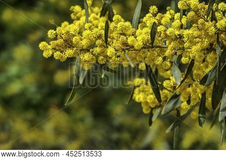 Yellow Flowers Of A Flowering Cootamundra Wattle Acacia Baileyana Tree Closeup On A Blurred Backgrou