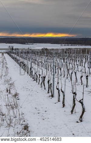 Landscape with vineyards, Slovacko, Southern Moravia, Czech Republic
