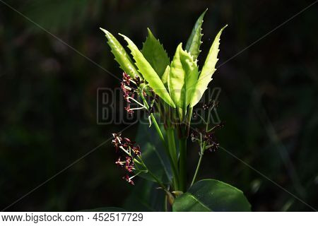 Japanese Laurel (aucuba Japonica) Flowers. Dioecious Aucubaceae Evergreen Shade Shrub.