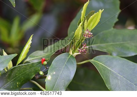 Japanese Laurel (aucuba Japonica) Flowers. Dioecious Aucubaceae Evergreen Shade Shrub.