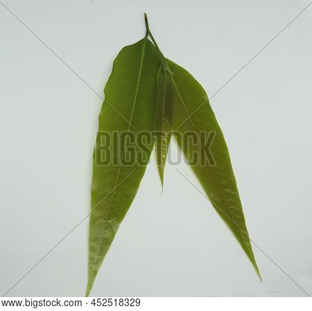 Polyalthia Longifolia Var Pendula - Leaves, Monoon Longifolium. With White Background