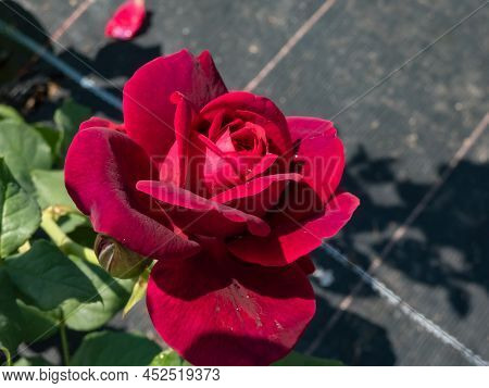 Close-up Of Rose 'grafin Von Hardenberg' With Beautiful Blooms That Open Up In Very Full And Elegant