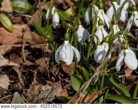 Close-up Of A Group Of Snowdrops (galanthus Fosteri) In Full Bloom Growing In Garden In Bright Sunli