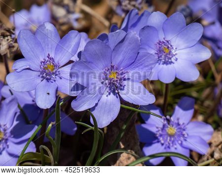 Close-up Of Group Of Beautiful, Purple First Spring Bloomers - Wildflowers Large Blue Hepatica (hepa