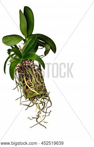 Orchid Flower, Phalaenopsis And Its Long Root System On A White Background.