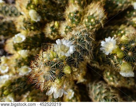 Macro Shot Of The Gold Lace Cactus Or Ladyfinger Cactus (mammillaria Elongata) With Yellow And Brown