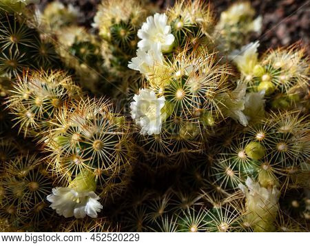 Macro Shot Of The Gold Lace Cactus Or Ladyfinger Cactus (mammillaria Elongata) With Yellow And Brown