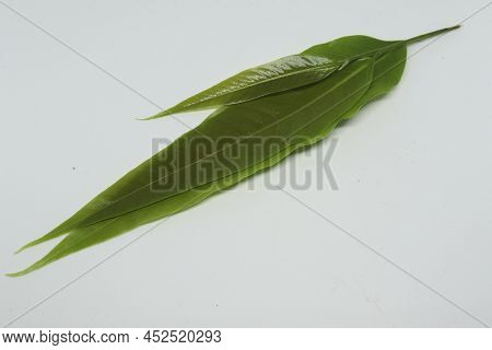 Polyalthia Longifolia Var Pendula - Leaves, Monoon Longifolium. With White Background
