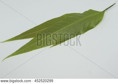 Polyalthia Longifolia Var Pendula - Leaves, Monoon Longifolium. With White Background