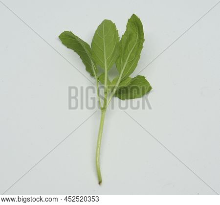 Hindi Name: Tulsi English Name: Holy Basil Latin Name: Ocimum Sactum Linn Penn. With White Backgroun