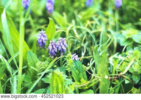 Bright Blue Blooming Muscari Neglectum In Fresh Spring Grass