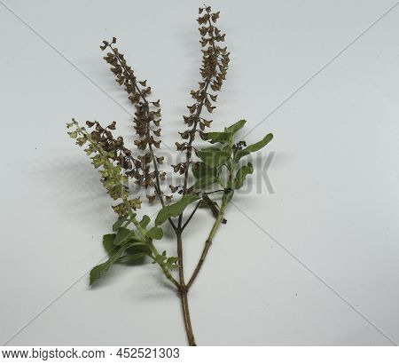 Hindi Name: Tulsi English Name: Holy Basil Latin Name: Ocimum Sactum Linn Penn. With White Backgroun
