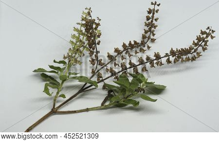 Hindi Name: Tulsi English Name: Holy Basil Latin Name: Ocimum Sactum Linn Penn. With White Backgroun
