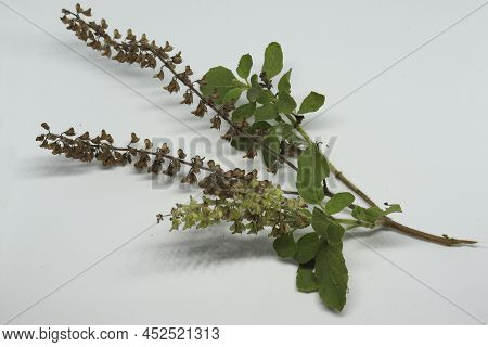 Hindi Name: Tulsi English Name: Holy Basil Latin Name: Ocimum Sactum Linn Penn. With White Backgroun