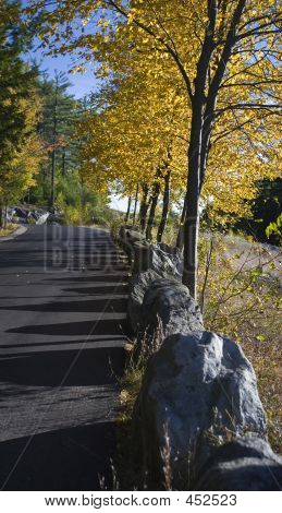 Alberi lungo la strada