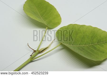 Sacred Fig Tree Leaf Spruce Leaf (ficus Religiosa) Leaf. With White Background