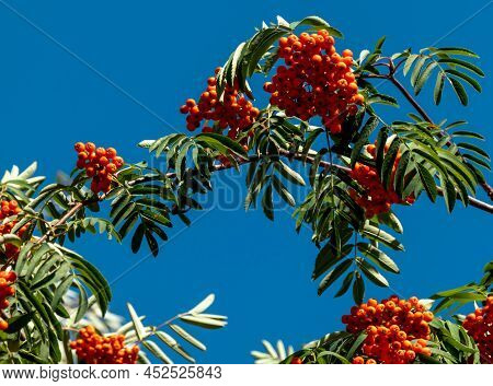 A Branches Of Rowan With Red Berries Banner. Autumn And Natural Background. Autumn Banner With Rowan