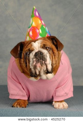Aniversário cão azul