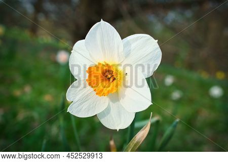 Daffodils At Easter Time On A Meadow. Yellow White Flowers Shine Against The Green Grass. Early Bloo