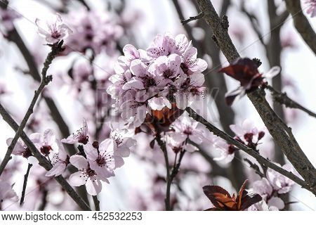 Pink Flowers Of A Blossoming Prunus Cerasifera Pissardi Plum Tree Close-up On A Blurred Background
