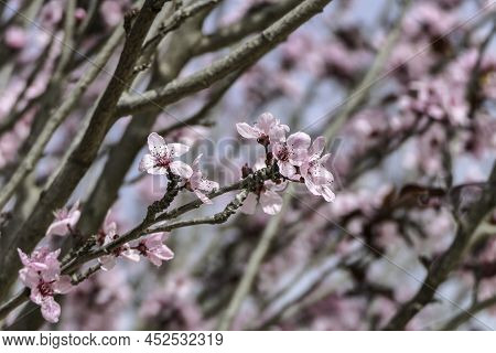 Pink Flowers Of A Blossoming Prunus Cerasifera Pissardi Plum Tree Close-up On A Blurred Background