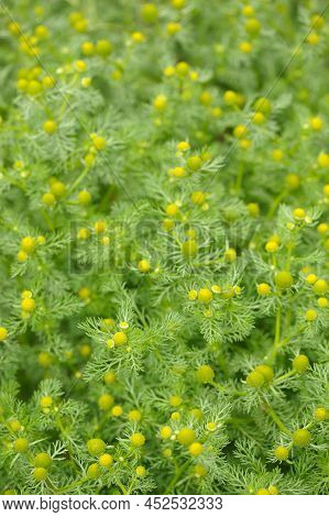 Wild Chamomile Plant (pineappleweed Or Matricaria Discoidea) Close-up