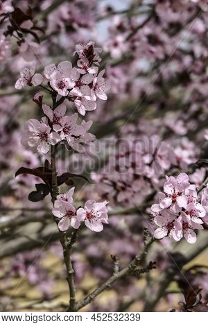 Pink Flowers Of A Blossoming Prunus Cerasifera Pissardi Plum Tree Close-up On A Blurred Background