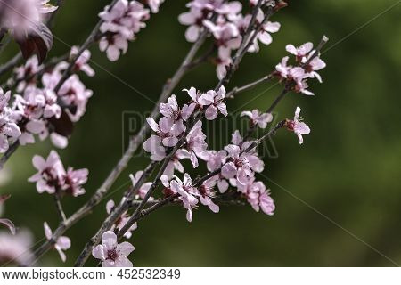 Pink Flowers Of A Blossoming Prunus Cerasifera Pissardi Plum Tree Close-up On A Blurred Background