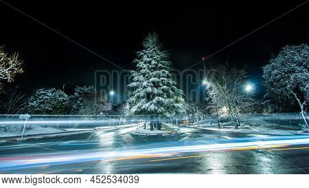 Cedar Full Of Snow And Moving Lights In Ifrane
