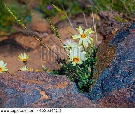 Beautiful Natural Flowers And Some Rocks In Imlil
