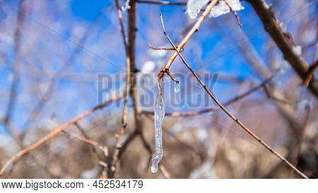 Iced Water Drops In Ifrane City In Morocco