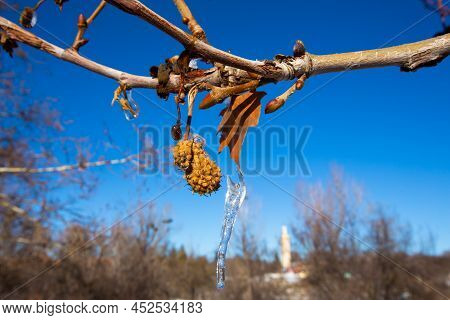 Iced Water Drops In Ifrane City In Morocco