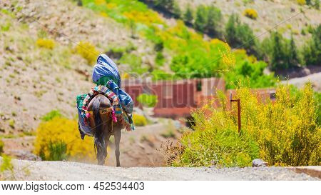 Moroccan Horse Rider In Atlas Mountains In Imlil