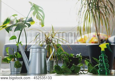 Potted Epipremnum, Ficus Robusta, Dracaena Marginata, Chamaedorea, Monstera, Gray Background. Collec