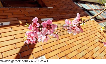 Cherry Blossoms In Pink Color Against The Background Of An Orange Brick Wall