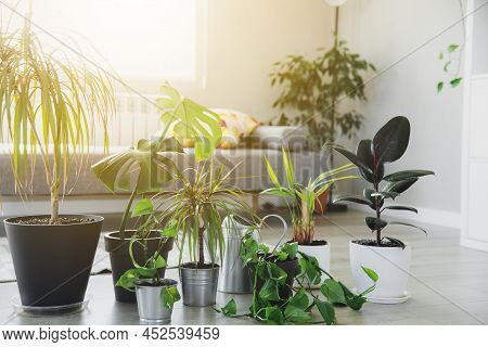 Collection Of Various Tropical Green Plants In Different Pots On Gray Background. Sunligt From Windo