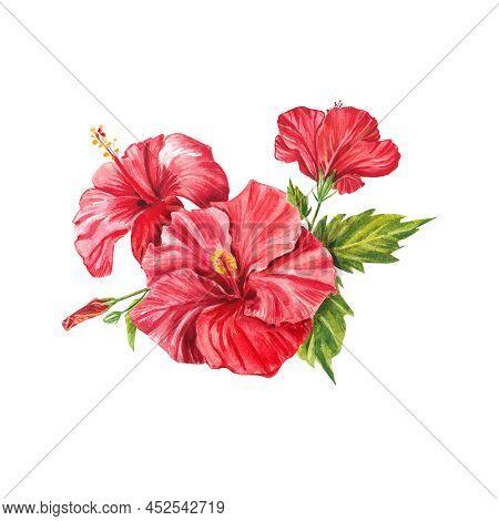 A Red Hibiscus Flower Highlighted On A White Background. Watercolor Tropical Flower Realistic Colorf