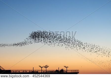 A Murmuration Of Starlings In A Narrow Flock Above Aberystwyths Royal Pier