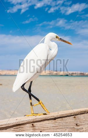 Seidenreiher (Egretta Garzetta) bei wild life